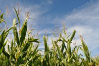 Fall Bucket List - Corn Maze